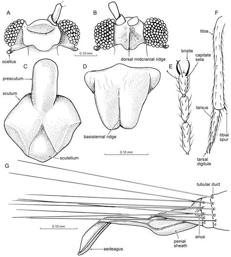 Diverse New Scale Insects Hemiptera Coccoidea In Amber From The Cretaceous And Eocene With A