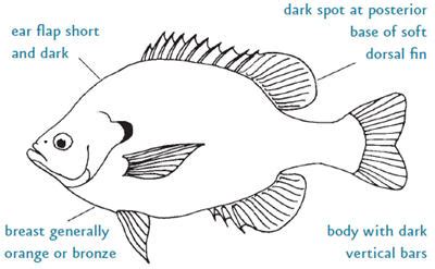 Bluegill (from NC WINS) | NCpedia