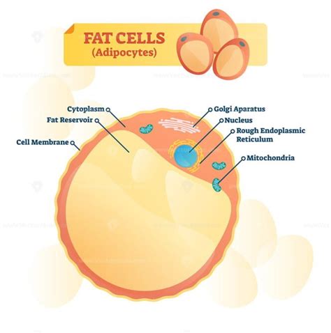 Fat cell structure vector illustration - VectorMine