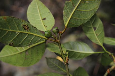 Ficus Septica Moraceae Image At Phytoimages Siu Edu