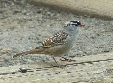 White Crowned Sparrow Yellowstone Np Peterschneekloth Flickr