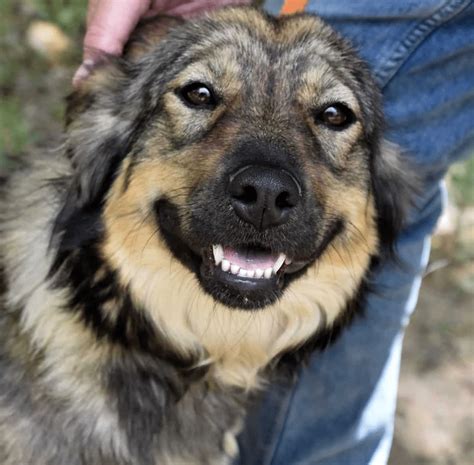 Pets Of The Week Meet Smiley Diana And Lovable Mark