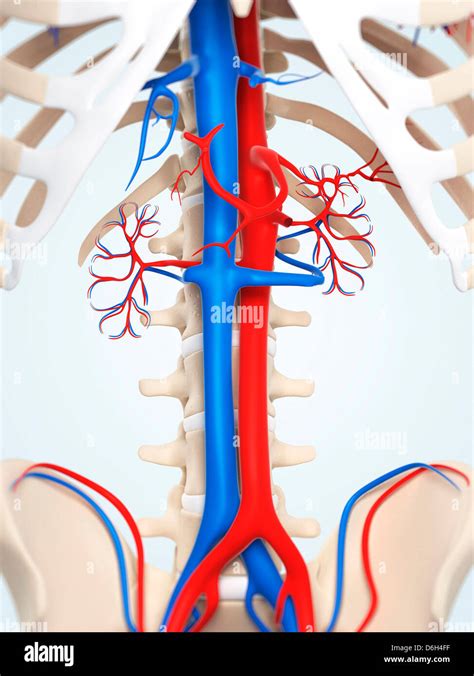 Abdominal Aorta And Vena Cava Artwork Stock Photo Royalty Free Image