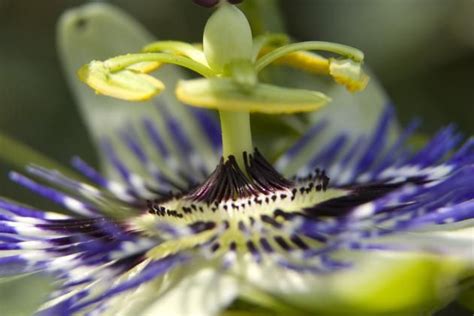 Propiedades Del Mburucuy Flor De La Pasi N Trepadoras Plantas