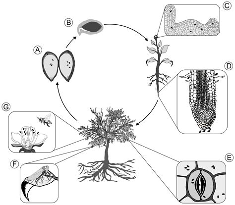 Microorganisms Free Full Text Transmission Of Bacterial Endophytes