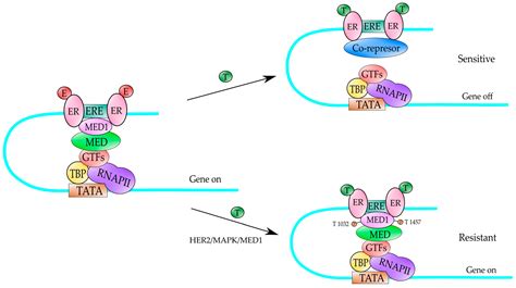 Genes Free Full Text Role Of The Mediator Complex And Micrornas In