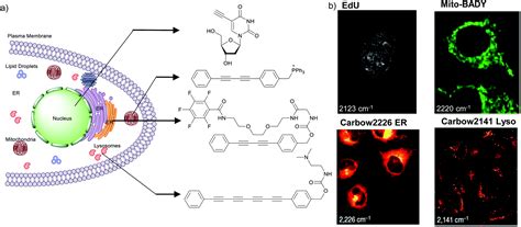 A Decade Of Alkyne Tag Raman Imaging Atri Applications In Biological