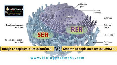 Difference Between Rough And Smooth Endoplasmic Reticulum Rer And Ser