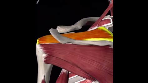 Shoulder Impingement Syndrome Anatomy Explained • Activate Clinic