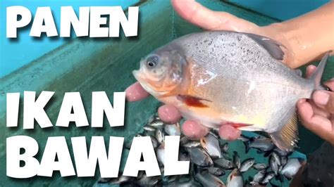 Panen Ikan Bawal Budidaya Di Lahan Sempit Youtube