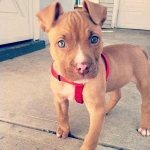 Pitbull Chihuahua Mix (A.K.A. Chipit) – Breed Info, Characteristics and ...