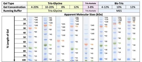 Broad Range Prestained Protein Marker United Bio Research