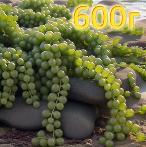 Морской виноград чистого природного сбора Морские водоросли , пищевой ...