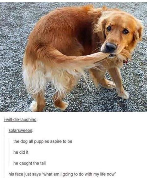 100 Funniest Dog Jokes Of The Internet Funny Dog Humor