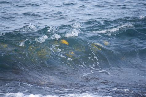 Yellow Tang School Yellow Tang School Feeding In Front Of Igor