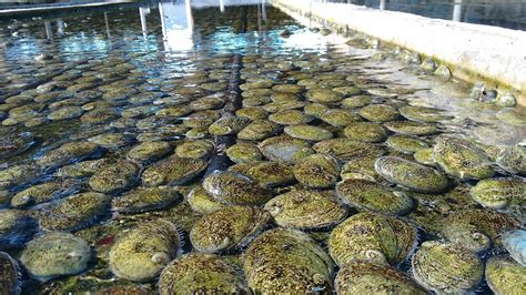 Abalone Farm Is Unique To Bremer Bay The Great Southern