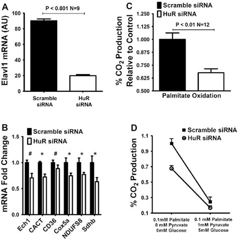 Figure 4 From The RNA Binding Protein HuR Influences Skeletal Muscle