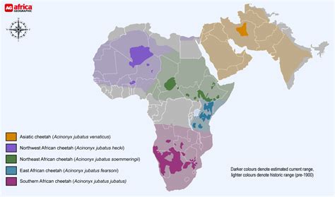 The Cheetah Africa Geographic