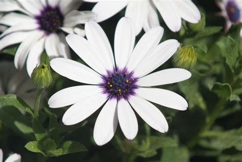 OSTEOSPERMUM ECKLONIS 2 Revista Mi Jardín