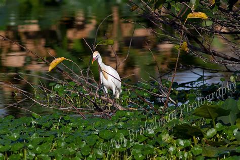 Ann Brokelman Photography: Cattle Egret - in breeding plumage and out. Florida