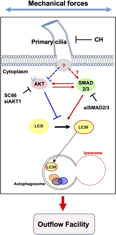 Primary Cilia And The Reciprocal Activation Of AKT And SMAD2 3 Regulate