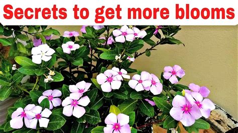 Secrets To Get More Blooms Fertilizer For Vinca Plant Vinca Plant