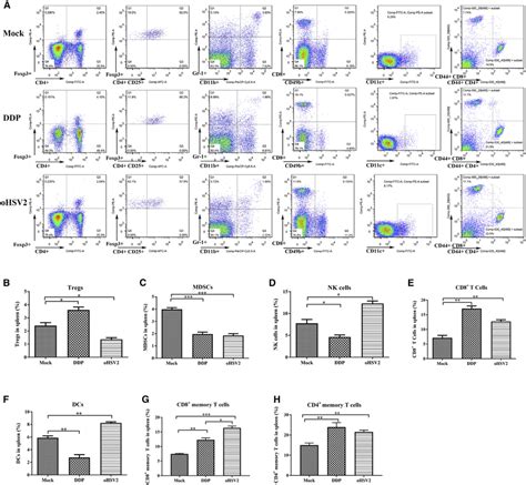 Percentages Of Different Immune Cells In The Spleen As Determined By