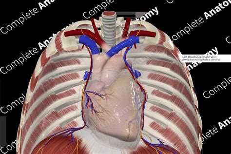 Left Brachiocephalic Vein Complete Anatomy