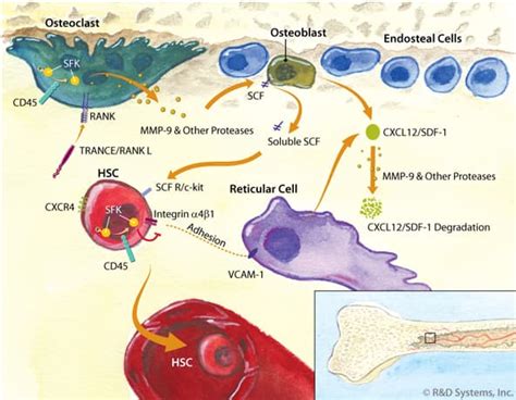 Cd45 In The Stem Cell Niche Randd Systems