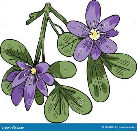 Lignum Vitae Flower Stock Illustrations – 7 Lignum Vitae Flower Stock ...