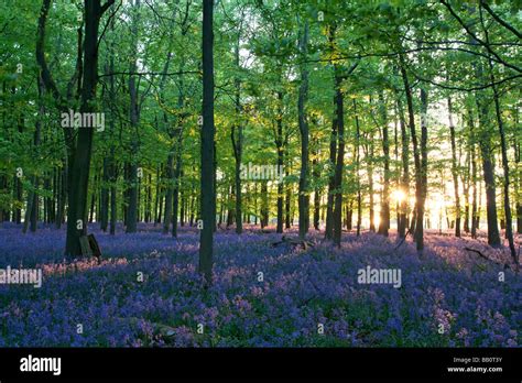 Ashridge Woods - Bluebells - Buckinghamshire Stock Photo - Alamy