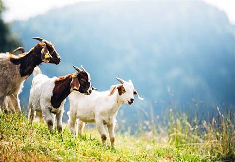 Popular Goat Breeds