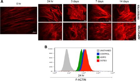 Actin Cytoskeleton Rearrangement During Msc Differentiation A Msc