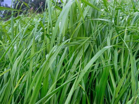 Semilla De Pasto Ryegrass Aubade Pasturas Tropicales Semillas De