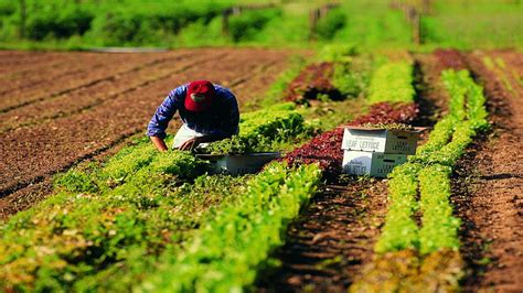 Efa News European Food Agency Giovani E Agricoltura