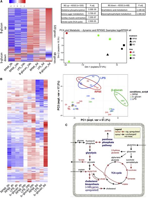 Glutaminolysis and Fumarate Accumulation Integrate Immunometabolic and Epigenetic Programs in ...