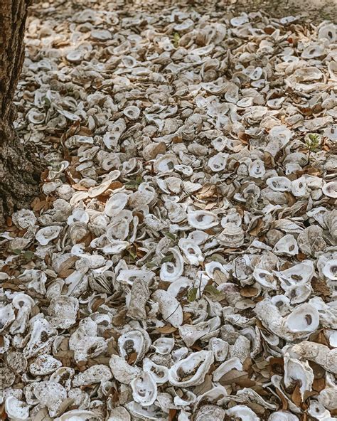 Oyster Shells Lost Cottage On Instagram “oyster Shells Make The Best Mulch Outerbankssoul