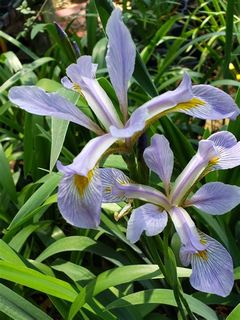 Southern Blue Flag Iris, Great Blue Flag, Virginia Iris ,La Iris