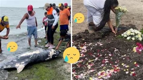 Dan Ltimo Adi S A Lucerito Delf N Que Habitaba En El Norte De Veracruz