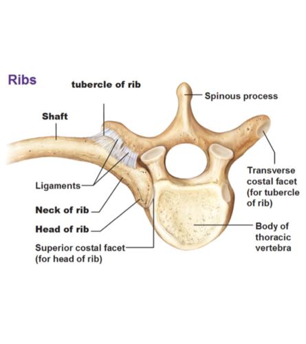 Thoracic Cage Spine Flashcards Quizlet