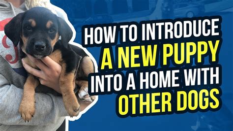 How To Introduce A New Puppy Into A Home With Other Dogs Youtube