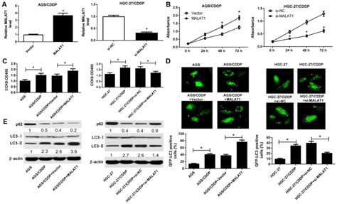 Lncrna Malat1 Potentiates Autophagy‑associated Cisplatin Resistance By