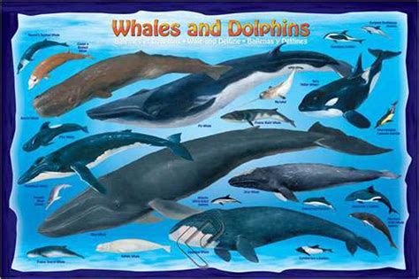 Baleines Et Dauphins Toile Chez Eurographics