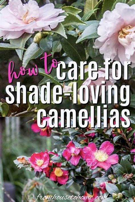 Camellia Care Guide How To Grow Gorgeous Camellias In Your Garden