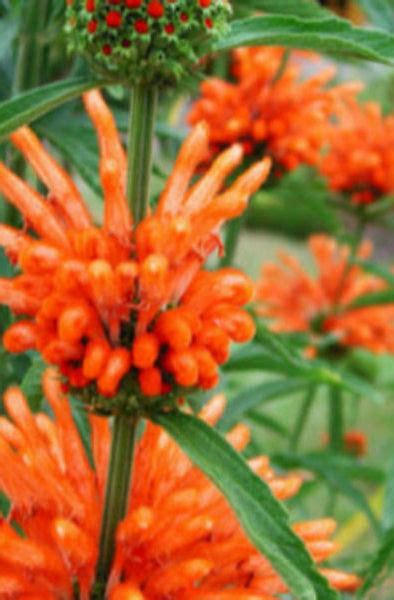 LEONOTIS LEONURUS - The Collectors Corner | Buy unusual perennial plants, bulbs and shrubs