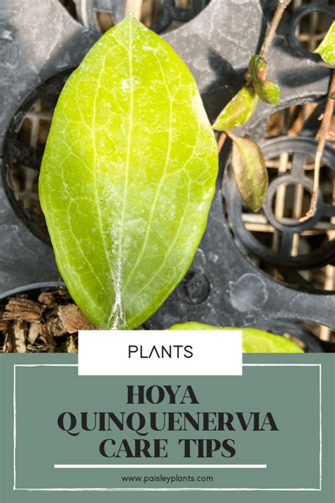 Hoya Quinquenervia Plant Care Guide Paisley Plants