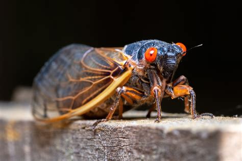 Health Highlights: Cicadas + Burn safety