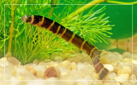 Kuhli Loach Feeding Guide - How to Feed Your Loaches?