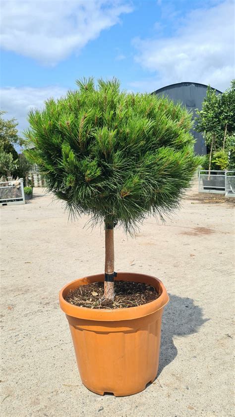 Pinus Nigra Bambino Dwarf Austrian Pine Quarter Standard Caragh