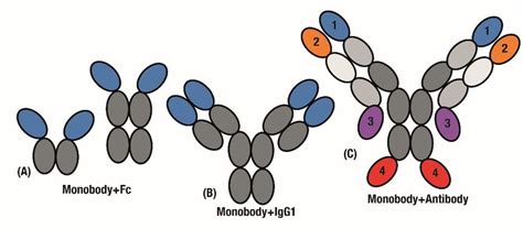 Applying Monobody Advantages To The Antibody Scaffold Monobodies Are Download Scientific